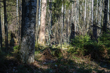 dark forest with tree trunks casting shadows on the ground