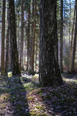 dark forest with tree trunks casting shadows on the ground