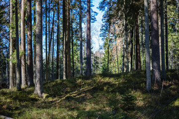 dark forest with tree trunks casting shadows on the ground