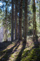 dark forest with tree trunks casting shadows on the ground