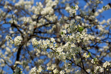 Blooming cherry flowers in spring with green leaves, natural floral seasonal background.