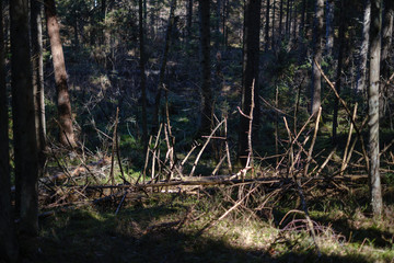 dark forest with tree trunks casting shadows on the ground