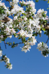 Branches of blooming apple tree in a spring orchard.