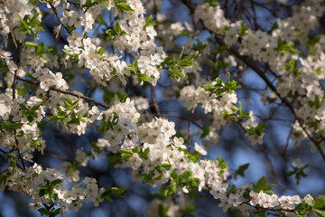 Blooming cherry flowers in spring with green leaves, natural floral seasonal background.