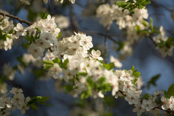 Blooming cherry flowers in spring with green leaves, natural floral seasonal background.
