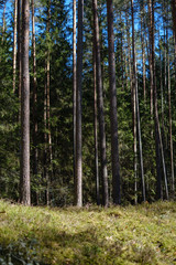 Obraz premium ciemny las z pniami drzew rzucającymi cienie na ziemię