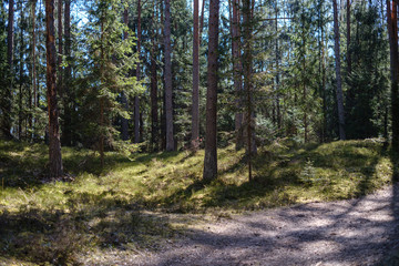 Fototapeta premium dark forest with tree trunks casting shadows on the ground