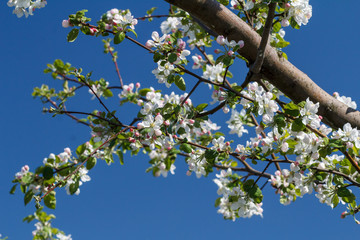Branches of blooming apple tree in a spring orchard.