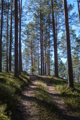Fototapeta premium dark forest with tree trunks casting shadows on the ground