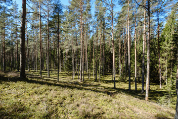 dark forest with tree trunks casting shadows on the ground