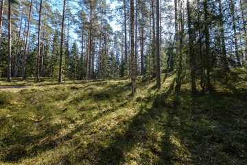 dark forest with tree trunks casting shadows on the ground