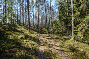 Obraz premium dark forest with tree trunks casting shadows on the ground