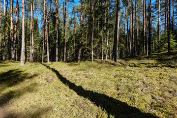 Fototapeta premium dark forest with tree trunks casting shadows on the ground