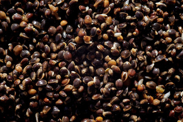 Close up full frame macro photo of hemp seeds. developing seeds of cannabis. vertical