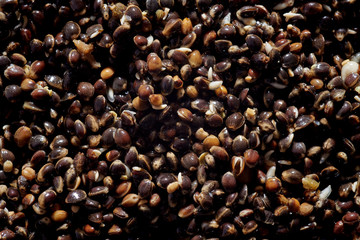 Close up full frame macro photo of hemp seeds. developing seeds of cannabis. vertical