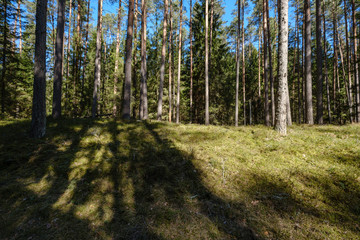 Obraz premium ciemny las z pniami drzew rzucającymi cienie na ziemię