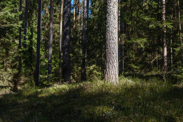 Obraz premium dark forest with tree trunks casting shadows on the ground