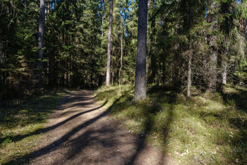 Fototapeta premium dark forest with tree trunks casting shadows on the ground