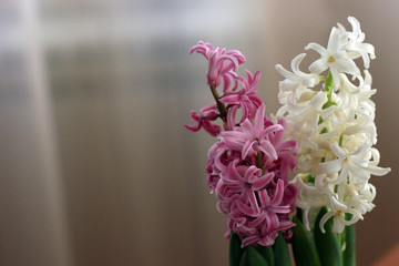 Bouquet of pink and white hyacinths. Mock up with flowers