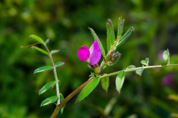 Obraz premium close up of natural weeds growing on the bank of a river with blurred background.