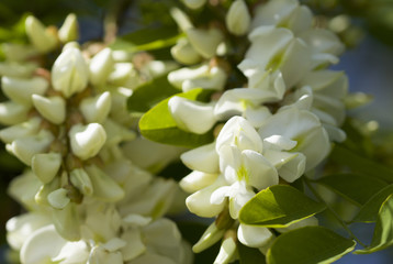 Acacia Blossom. White acacia blossom and leaves