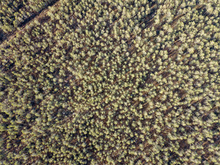 aerial view of countryside endless green forests with small lakes