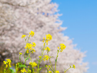 菜の花f