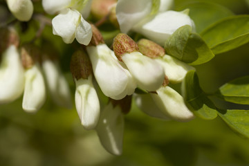 Acacia Blossom. White acacia blossom and leaves