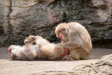 ニホンザルの毛づくろい
