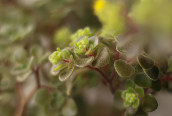 Crassula