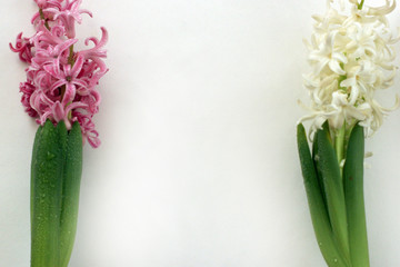 Bouquet of pink and white hyacinth on white background. Mock up with flowers