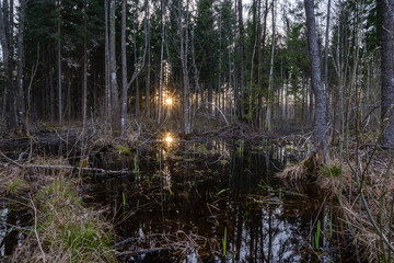 dark sun reflection in dirty pond water near forest