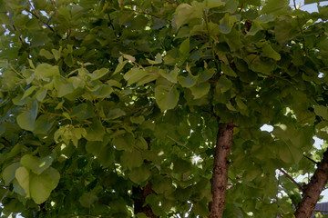 Hojas verdes y tronco de un albaricoque