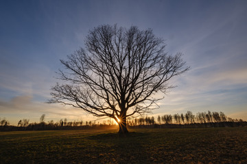 Fototapeta na wymiar large oak tree in open field in sunset with sun behind it