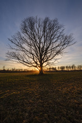 large oak tree in open field in sunset with sun behind it