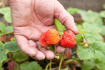 Picking Strawberries