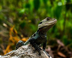 lizard on rock