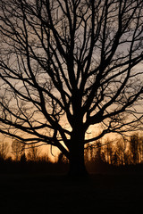 large oak tree in open field in sunset with sun behind it