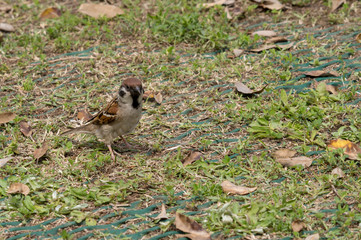 芝生のスズメ
