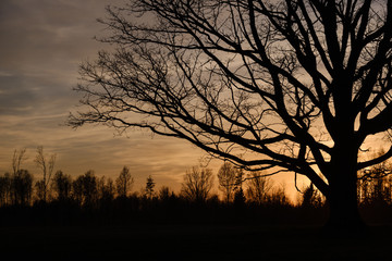 large oak tree in open field in sunset with sun behind it