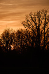 Naklejka premium large oak tree in open field in sunset with sun behind it