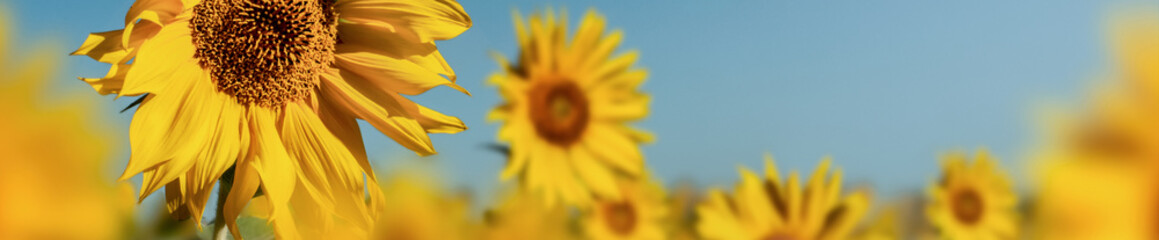 beauty field of sunflower