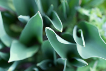 Tulip leaves, soft focus, unusual top view. Nature green foliage background.