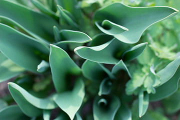 Tulip leaves, soft focus, unusual top view. Nature green foliage background.