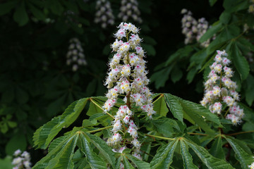 Blossoming chestnut tree in spring closeup. Nature
