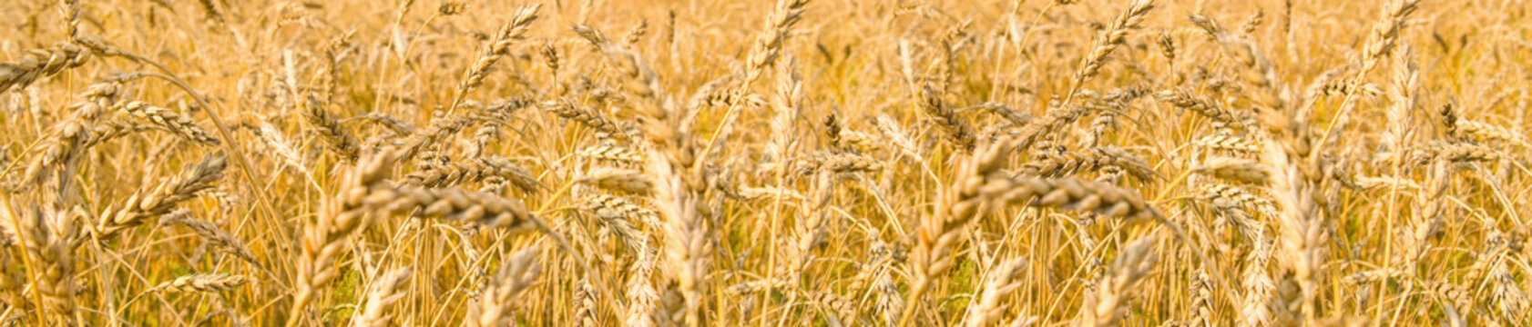 wheaten field ripened ears © tankist276