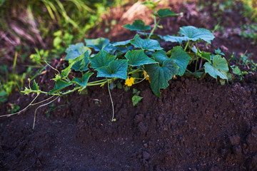 Cucumber plant blossoming yellow in the field. Seedlings in the farmer's garden , agriculture, plant and life concept. Young cucumber sprouts on a bed on a farm.