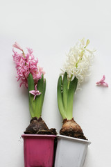Bouquet of pink and white hyacinth on white background. Mock up with flowers