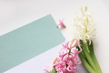 Bouquet of pink and white hyacinths on white and blue background. Mock up with flowers