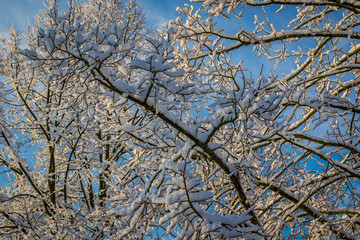 Schneebedeckte Bäume vor blauem Himmel